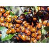 Ladybugs in Mesh Bag1500 - Image 2